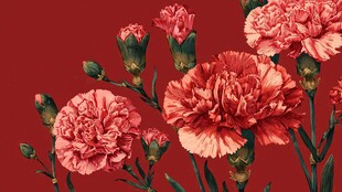 红色背景下的娇艳康乃馨