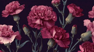 深紫康乃馨花卉美丽绽放