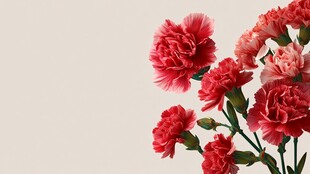 艳丽康乃馨绽放美好瞬间