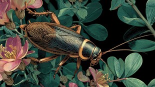 花丛中的褐色蟋蟀