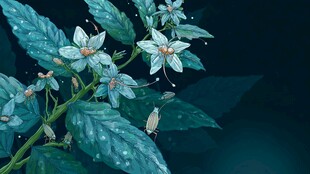 雨中蓝叶白花植物特写