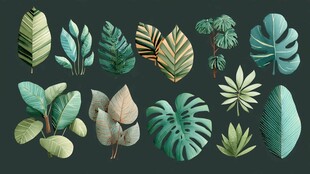 多样热带叶片素材集合