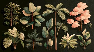 多样热带植物插画素材