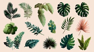 多样热带植物叶片插画