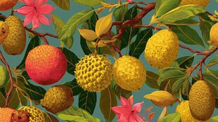 热带水果枝头繁茂景象