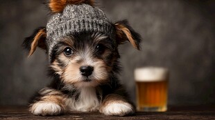 戴帽萌犬与啤酒的温馨画面