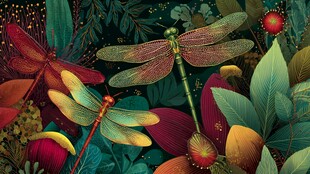 奇幻蜻蜓的丛林邂逅