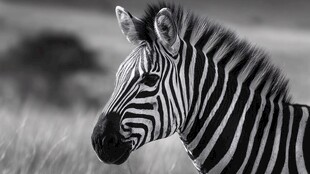 斑马特写 草原黑白精灵