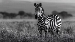 草原上的孤独斑马