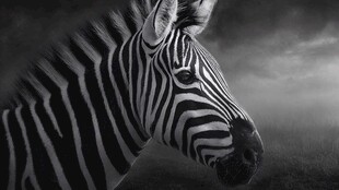 黑白斑马的静谧侧影