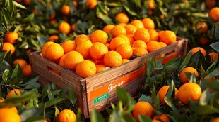 木箱满装的新鲜橘子果园