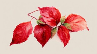 红色水彩绘叶片特写