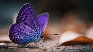 紫蝶静立 梦幻自然之美