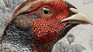 色彩斑斓的雉鸡头部特写