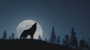 月夜狼嚎图