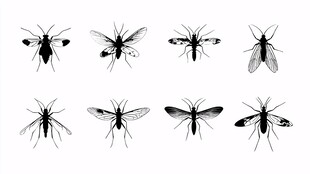 多样蚊虫插画