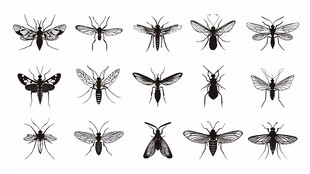 各式蚊虫插画集合