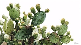 水彩绘仙人掌特写