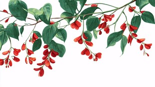 红果绿叶植物枝条插画