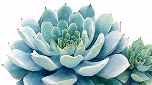 蓝绿色多肉植物特写