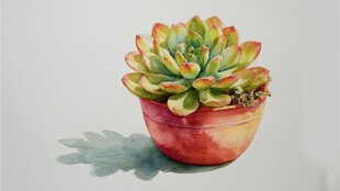 水彩绘多肉盆栽