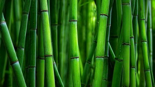 翠绿竹林 清新自然之景