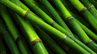 鲜嫩绿竹 水珠点缀的生机