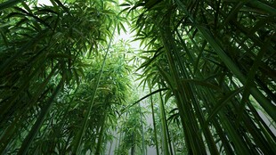 翠绿竹林 满眼清新自然