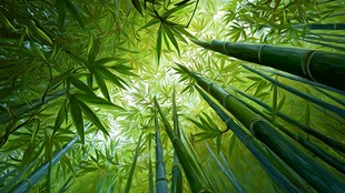 仰望葱郁竹林绿意盎然