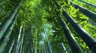 翠绿竹林 清新自然之景