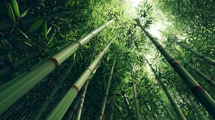 翠竹葱茏 阳光洒落林间