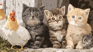 小猫与鸡的温馨同框