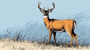 田野中站立的雄性梅花鹿