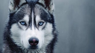 蓝眼哈士奇的专注瞬间