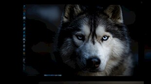 蓝眼哈士奇特写