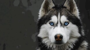 蓝眼哈士奇的帅气特写