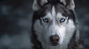 蓝眼哈士奇特写