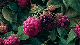 鲜艳树莓与绿叶的美妙组合