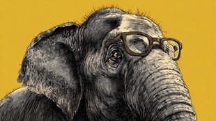 戴眼镜的大象插画形象