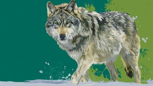 雪地孤狼 野性十足