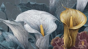 优雅海芋花卉艺术插画