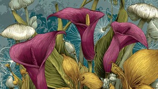 艳丽马蹄莲插画花卉景象