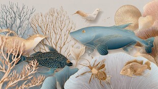 海底生物的梦幻珊瑚世界