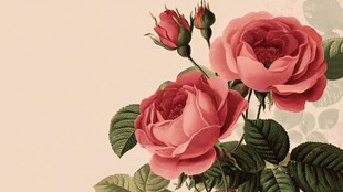 粉色玫瑰花卉精美插画