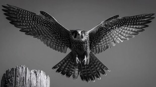 展翅雄鹰翱翔瞬间