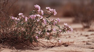 沙漠中的粉色小花绽放