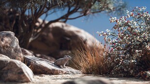 岩石间的小鸟与多彩植物