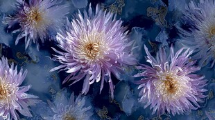 梦幻紫菊水彩图案背景