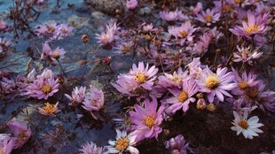 水中绽放的美丽粉色花朵