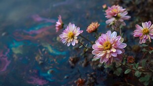 水边绽放的柔美多彩小花